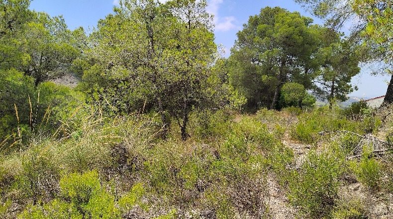 Murcia - El Berro - 11477m2