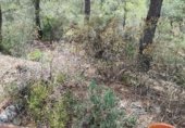 Parcel·la urbanitzable en venda a la Por Casa Forestal Los Quemados (junto finca, El Berro, ref.: TR307803 foto