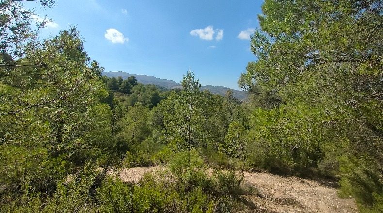 Murcia - El Berro - 11477m2
