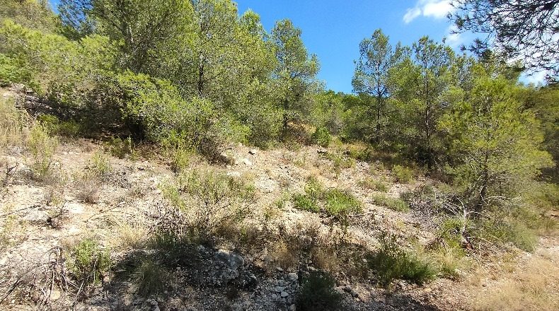Murcia - El Berro - 11477m2