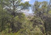 Parcel·la urbanitzable en venda a la Por Casa Forestal Los Quemados (junto finca, El Berro, ref.: TR307803 foto
