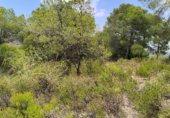 Parcel·la urbanitzable en venda a la Por Casa Forestal Los Quemados (junto finca, El Berro, ref.: TR307803 foto