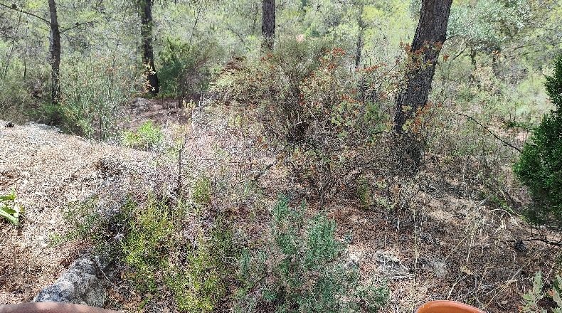 Murcia - El Berro - 11477m2