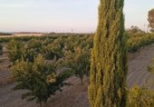 Участок с хранилищем на продажу в городе Альмагро Фото