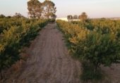 Участок с хранилищем на продажу в городе Альмагро Фото
