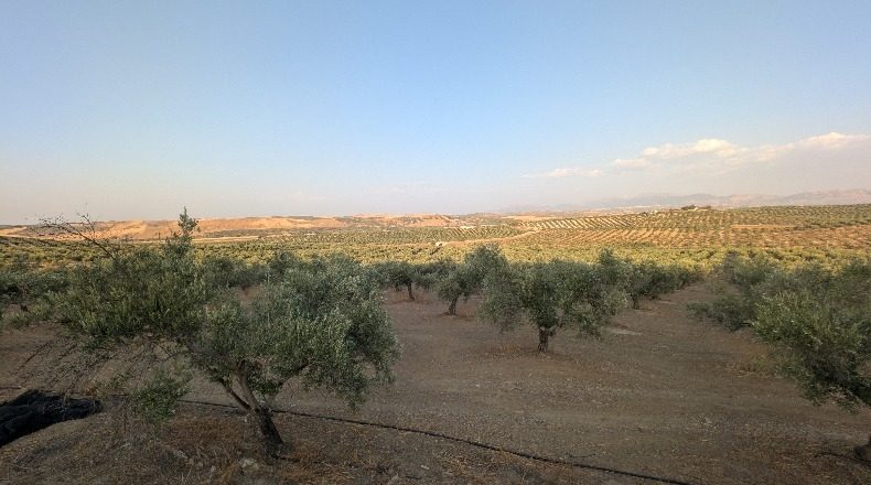 Jaén - Jaén - 210000m2