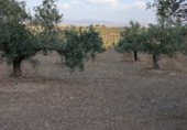 Загородный дом с участком на продажу в городе Хаэн Фото