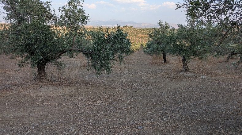 Jaén - Jaén - 210000m2