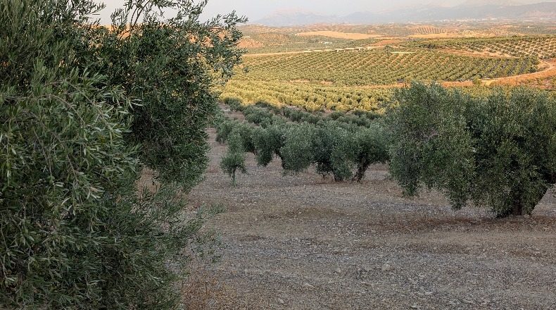 Jaén - Jaén - 210000m2