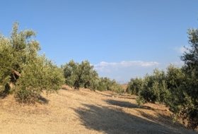 Foto 20