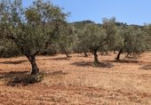 Manor house with land for sale on Camino de Loja a Algarinejo, Loja, ref: TR307917 photo