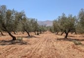 Manor house with land for sale on Camino de Loja a Algarinejo, Loja, ref: TR307917 photo