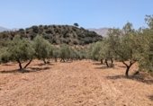 Manor house with land for sale on Camino de Loja a Algarinejo, Loja, ref: TR307917 photo
