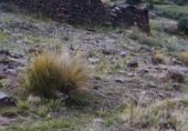 Land with ruins for sale on Pago de los Cortijos, Granada, ref: TR307975 photo