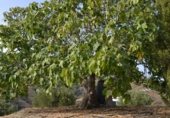 Prefabricated house with land for sale on Los Bañuelos, Almuñécar, ref: TR308749 photo