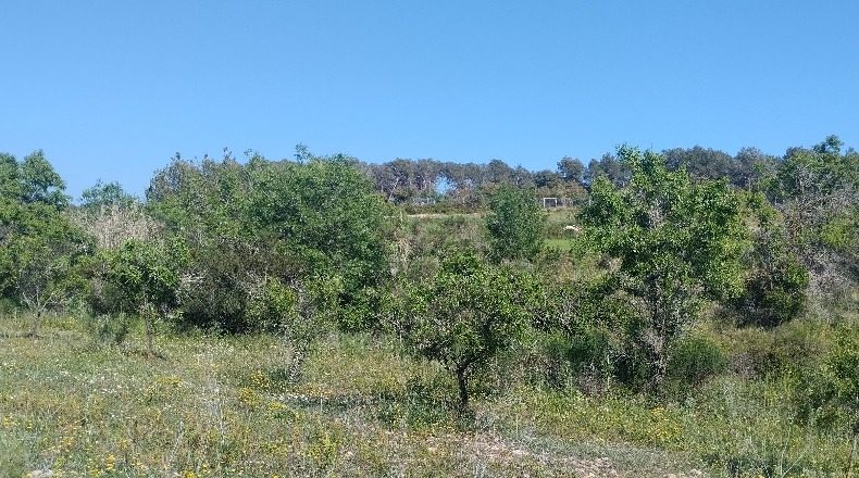 Tarragona - el Pla de Santa Maria - 30000m2