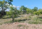 Non-developable land for rent on TV-2004, el Pla de Santa Maria, ref: TR308719 photo