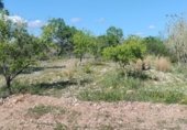 Non-developable land for rent on TV-2004, el Pla de Santa Maria, ref: TR308719 photo