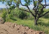 Non-developable land for rent on TV-2004, el Pla de Santa Maria, ref: TR308719 photo