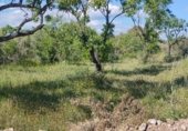 Non-developable land for rent on TV-2004, el Pla de Santa Maria, ref: TR308719 photo