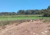Non-developable land for rent on TV-2004, el Pla de Santa Maria, ref: TR308719 photo