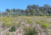 Non-developable land for rent on TV-2004, el Pla de Santa Maria, ref: TR308719 photo