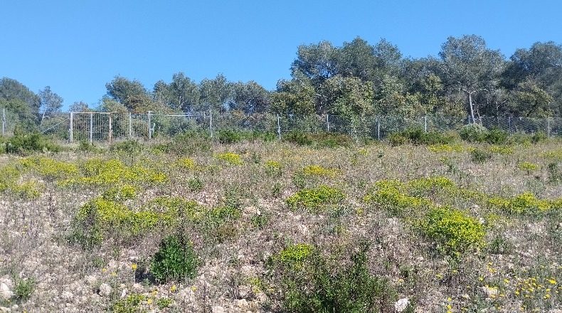 Tarragona - el Pla de Santa Maria - 30000m2