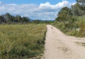 Non-developable land for rent on TV-2004, el Pla de Santa Maria, ref: TR308719 photo