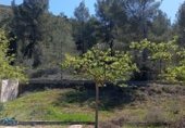 Villa with land for sale on CAMÍ VELL DE BENIGÀNIM, El Genovés, ref: TR321232 photo