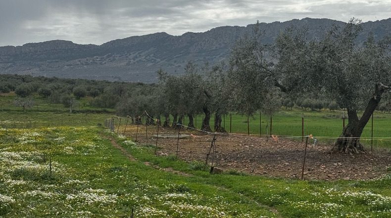 Badajoz - Cabeza del Buey - 14000m2