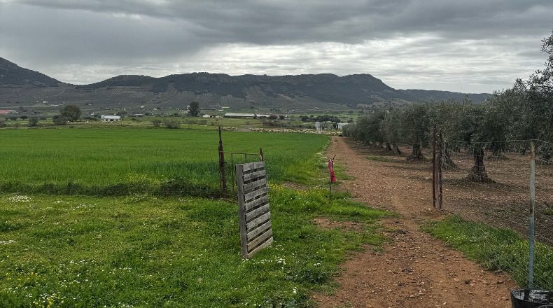 Badajoz - Cabeza del Buey - 14000m2