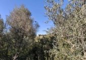 Land suitable for development for sale on Barri Can Ramon, Santa Eulària des Riu, ref: TR323672 photo