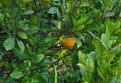Отдельно стоящий дом с участком на продажу в городе Barcelos Фото
