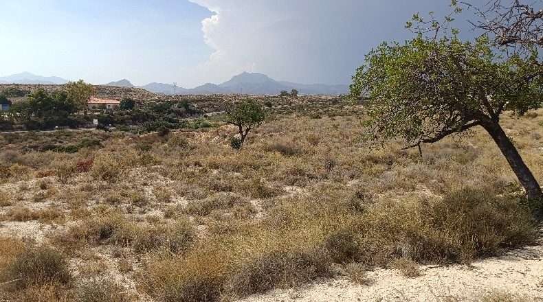 Alicante - Muchamiel - 20000m2