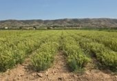 Finca rústica en venda a la cascante 31, Villena, ref.: TR325169 foto