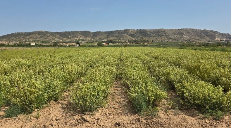 Alicante - Вильена - 60000m2