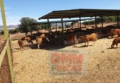 Chalet independiente con terreno en venta en la Camino Sancho Rey, Ciudad Real, ref: TR325863 foto