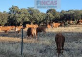 Chalet independiente con terreno en venta en la Camino Sancho Rey, Ciudad Real, ref: TR325863 foto