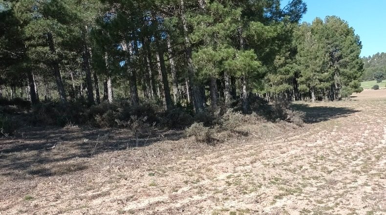 Cuenca - Pajarón - 80287m2