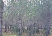 Non-developable land for sale on Ca n'Estruc Vell, Esparreguera, ref: TR326846 photo
