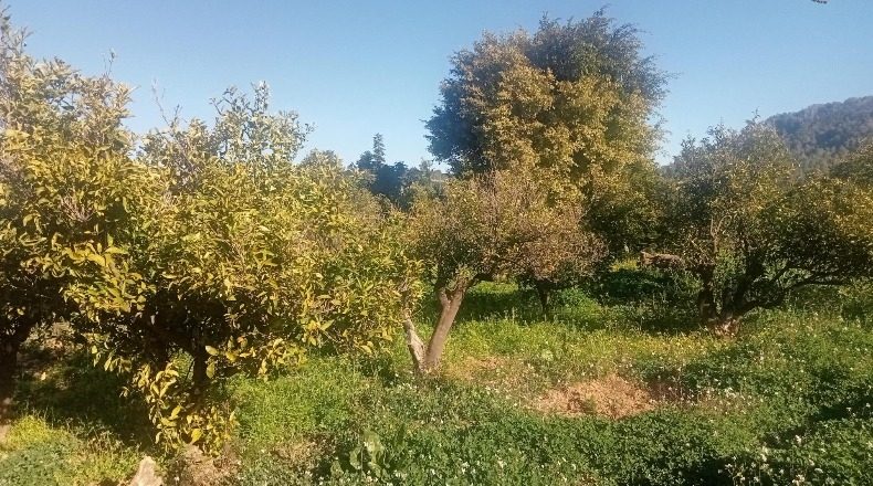 Valencia - Alfahuir - 15227m2