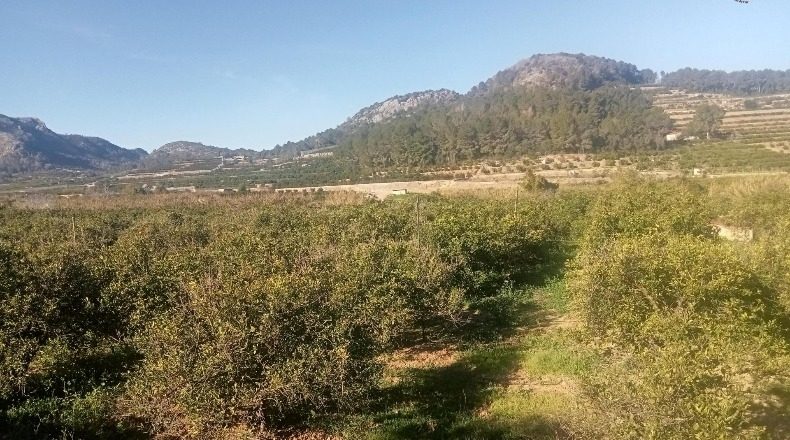 Valencia - Alfahuir - 15227m2