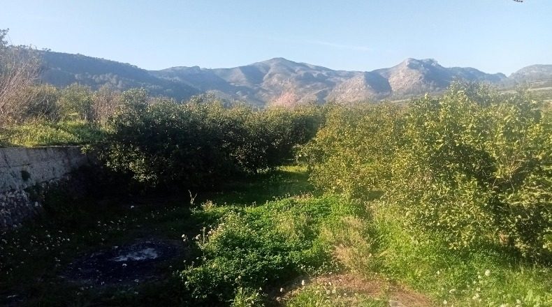 Valencia - Alfahuir - 15227m2