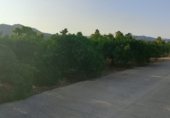 Parcela urbanizable en venta en la CV-685, Villalonga, ref: TR328009 foto