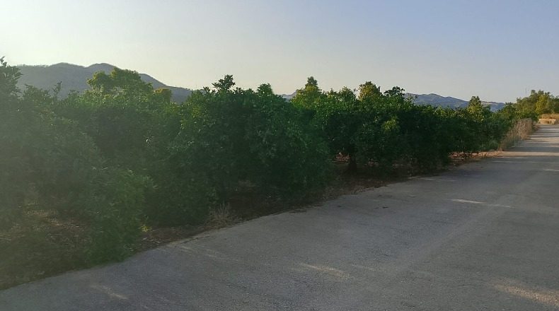 Valencia - Villalonga - 13968m2