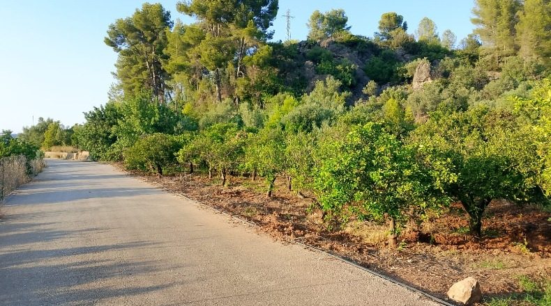 Valencia - Villalonga - 13968m2