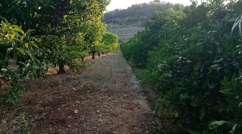 Valencia - Villalonga - 13968m2