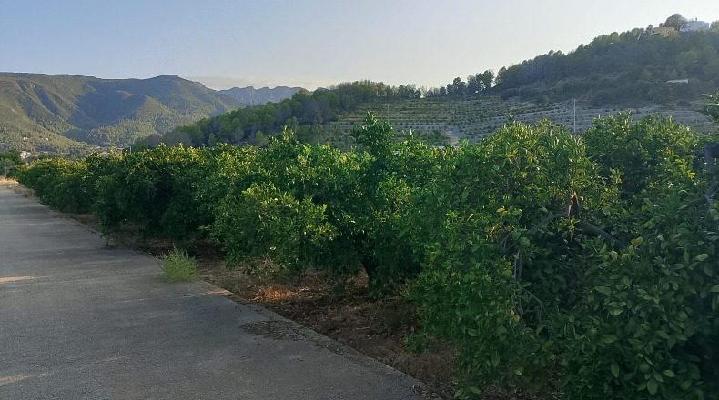 Valencia - Villalonga - 13968m2