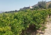 Country house with land for sale on Camí d’Oliva, La Font d'en Carròs, ref: TR327927 photo