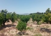 Country house with land for sale on Camí d’Oliva, La Font d'en Carròs, ref: TR327927 photo